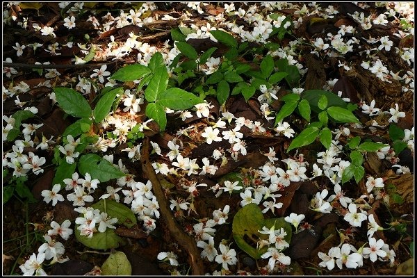 2014.04.26 北海岸賞花(三芝油桐花、麟山鼻百合花)