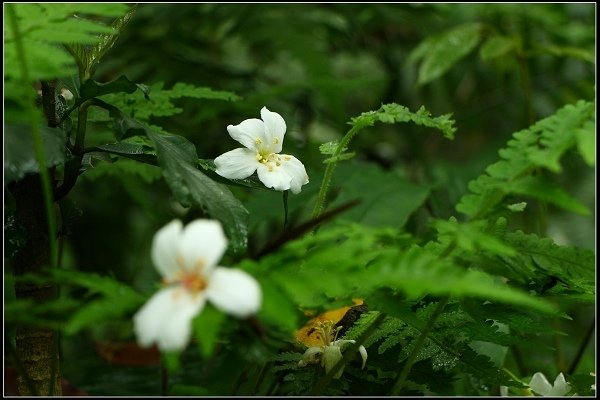 2014.04.26 北海岸賞花(三芝油桐花、麟山鼻百合花)