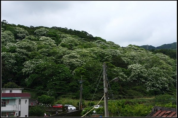 2014.04.26 北海岸賞花(三芝油桐花、麟山鼻百合花)