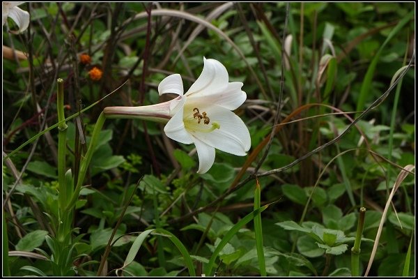 2014.04.26 北海岸賞花(三芝油桐花、麟山鼻百合花)