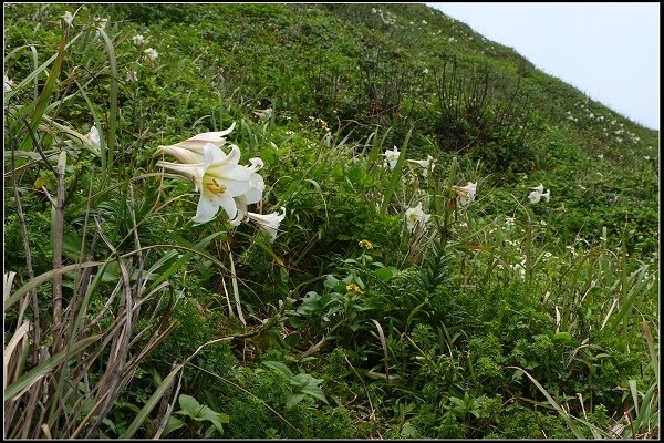 2014.04.26 北海岸賞花(三芝油桐花、麟山鼻百合花)