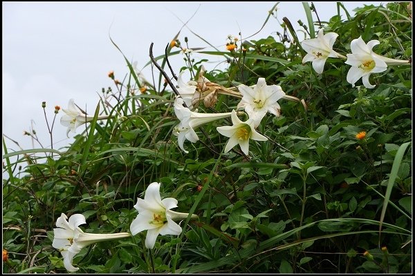 2014.04.26 北海岸賞花(三芝油桐花、麟山鼻百合花)