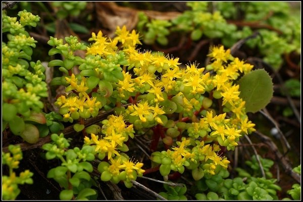 2014.04.26 北海岸賞花(三芝油桐花、麟山鼻百合花)