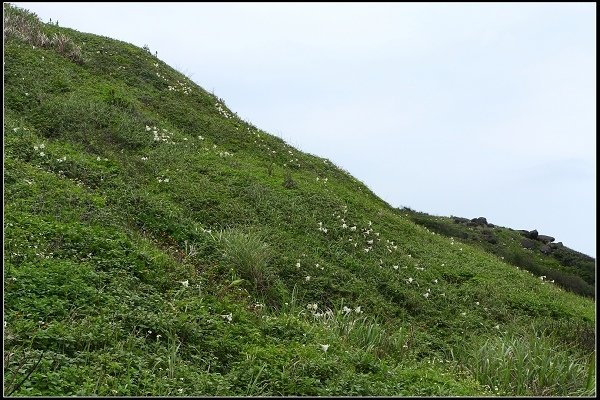 2014.04.26 北海岸賞花(三芝油桐花、麟山鼻百合花)