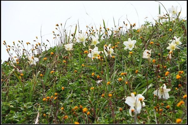 2014.04.26 北海岸賞花(三芝油桐花、麟山鼻百合花)