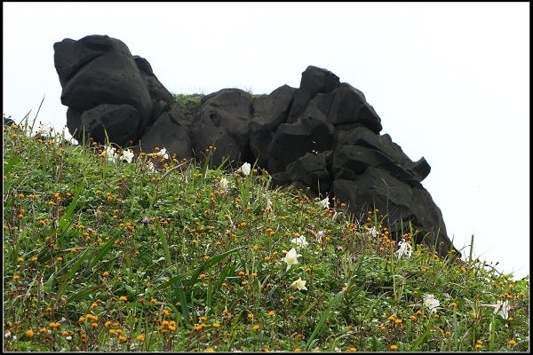 2014.04.26 北海岸賞花(三芝油桐花、麟山鼻百合花)