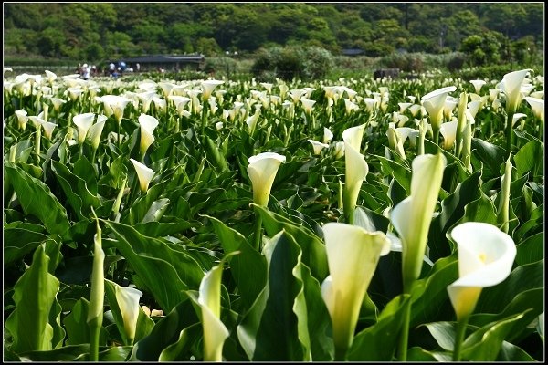 2014.04.13 陽明山竹子湖海芋季