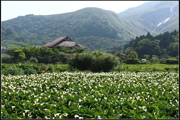 2014.04.13 陽明山竹子湖海芋季