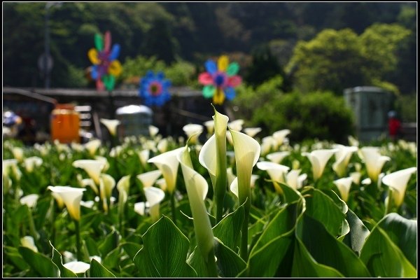 2014.04.13 陽明山竹子湖海芋季