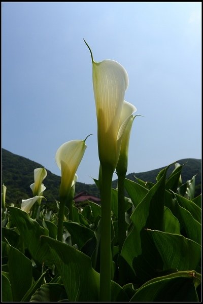 2014.04.13 陽明山竹子湖海芋季