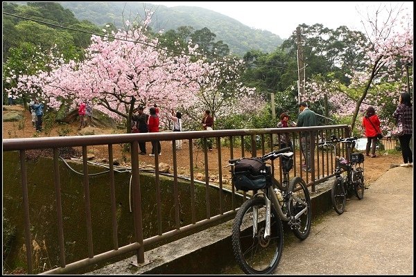 2014.03.01【單車遊記】三芝賞櫻遊縱