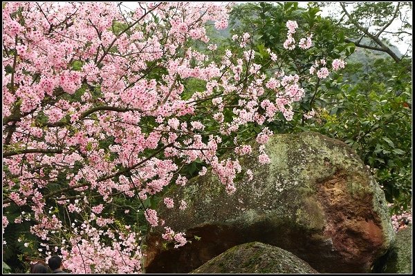 2014.03.01【單車遊記】三芝賞櫻遊縱