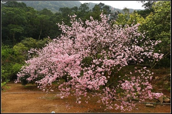 2014.03.01【單車遊記】三芝賞櫻遊縱