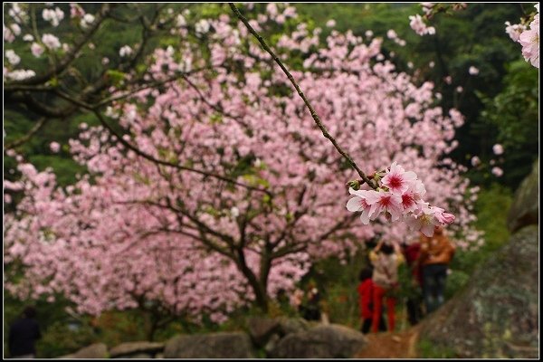 2014.03.01【單車遊記】三芝賞櫻遊縱