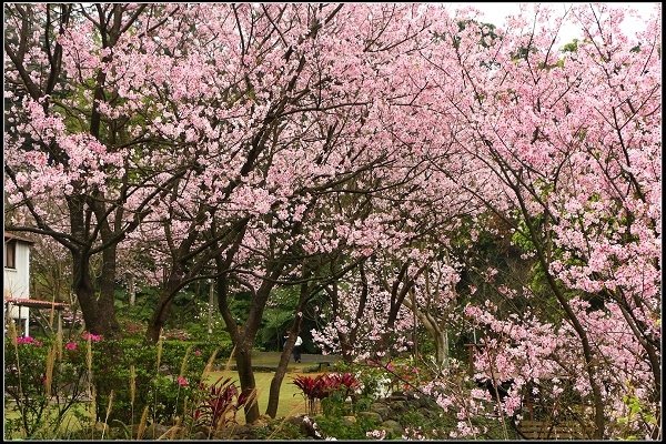 2014.03.01【單車遊記】三芝賞櫻遊縱