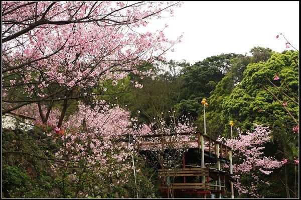 2014.03.01【單車遊記】三芝賞櫻遊縱