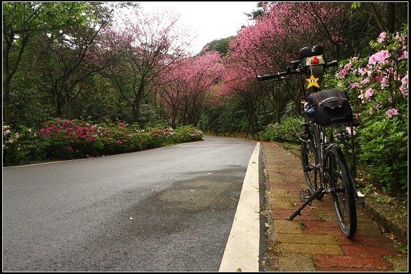 2014.03.01【單車遊記】三芝賞櫻遊縱