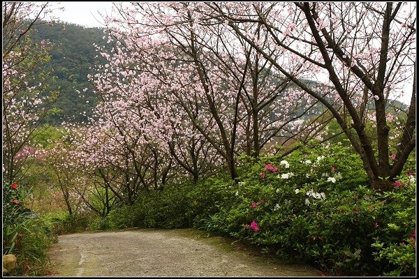 2014.03.01【單車遊記】三芝賞櫻遊縱