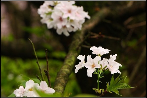 2014.03.01【單車遊記】三芝賞櫻遊縱