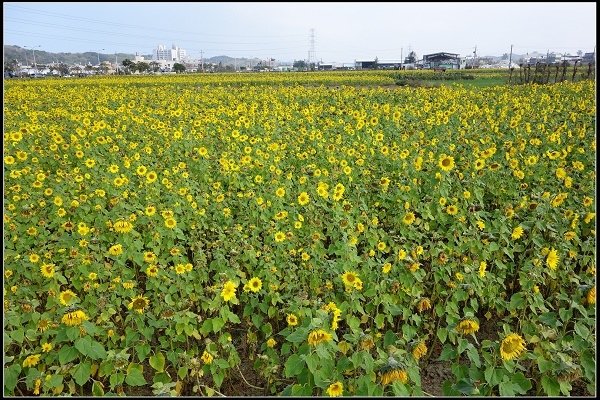 2014.02.03 通霄向日葵花海