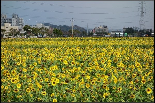 2014.02.03 通霄向日葵花海