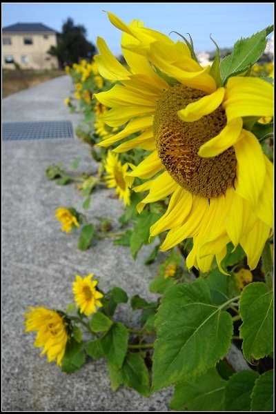 2014.02.03 通霄向日葵花海