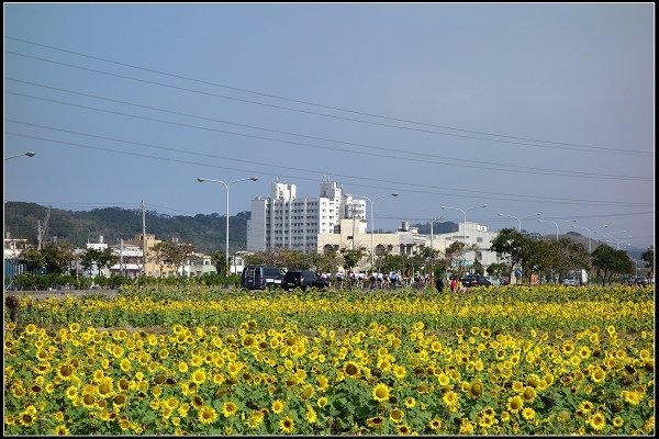 2014.02.03 通霄向日葵花海