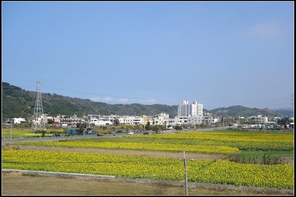 2014.02.03 通霄向日葵花海