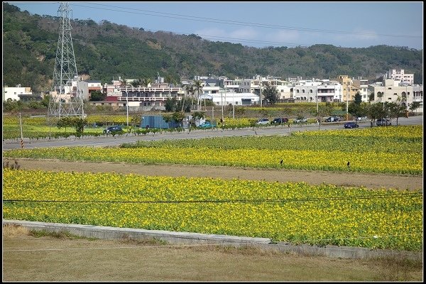 2014.02.03 通霄向日葵花海