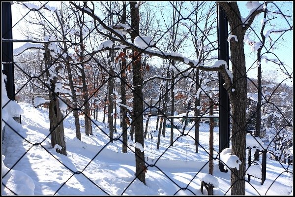 2014.01.23 雪白國度‧北海道風情 I