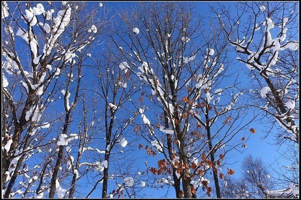 2014.01.23 雪白國度‧北海道風情 I