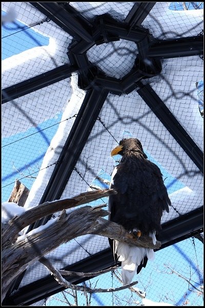 2014.01.23 雪白國度‧北海道風情 I