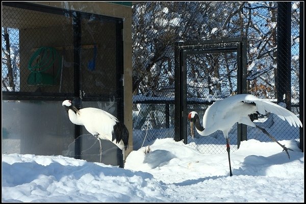 2014.01.23 雪白國度‧北海道風情 I