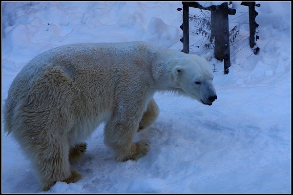 2014.01.23 雪白國度‧北海道風情 I