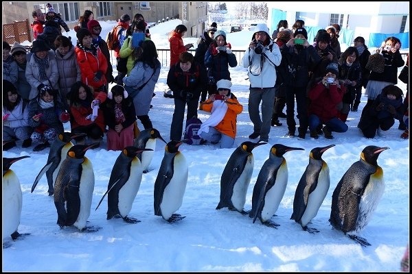 2014.01.23 雪白國度‧北海道風情 I