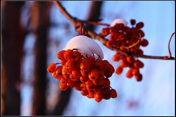 2014.01.23 雪白國度‧北海道風情 I