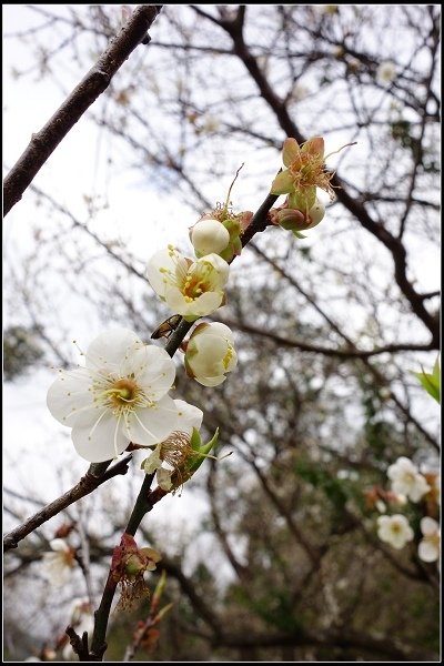 2014.01.12【單車遊記】桃園角板山‧白色花香之旅