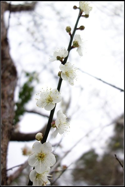 2014.01.12【單車遊記】桃園角板山‧白色花香之旅