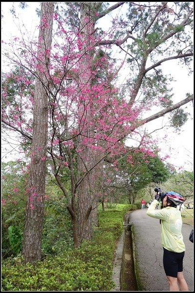 2014.01.12【單車遊記】桃園角板山‧白色花香之旅