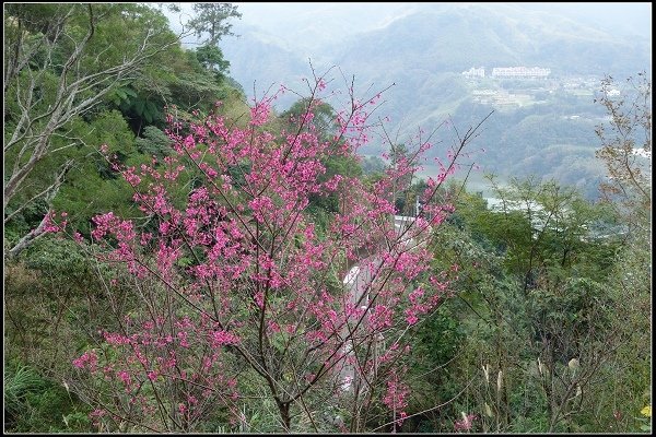 2014.01.12【單車遊記】桃園角板山‧白色花香之旅