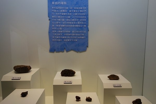 2013.12.28【室內展覽】中正紀念堂《長毛象YUKA特