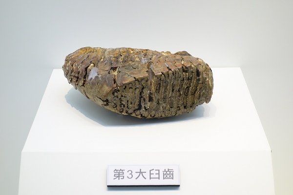 2013.12.28【室內展覽】中正紀念堂《長毛象YUKA特