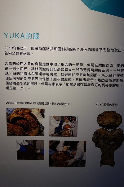 2013.12.28【室內展覽】中正紀念堂《長毛象YUKA特