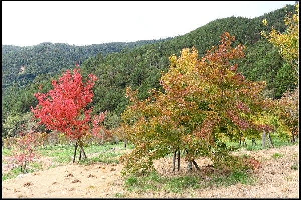 2013.11.16 武陵農場‧秋之饗宴