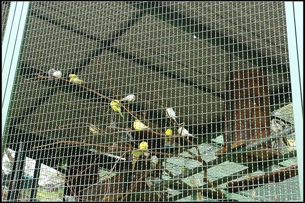 2013.10.12 楊梅《森林鳥花園》