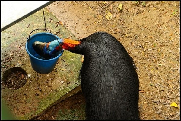 2013.10.12 楊梅《森林鳥花園》