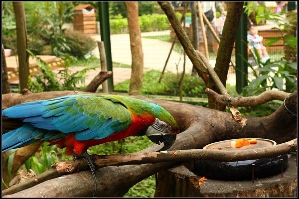 2013.10.12 楊梅《森林鳥花園》