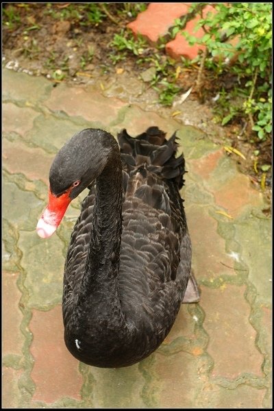 2013.10.12 楊梅《森林鳥花園》