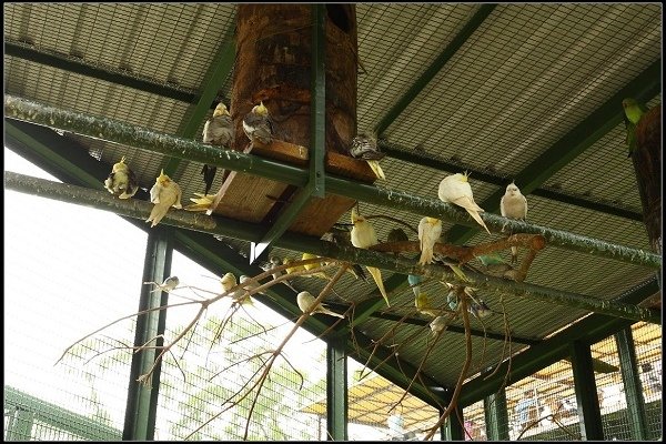 2013.10.12 楊梅《森林鳥花園》