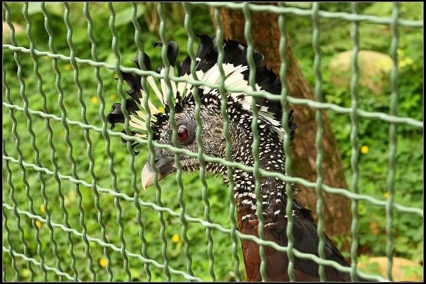 2013.10.12 楊梅《森林鳥花園》